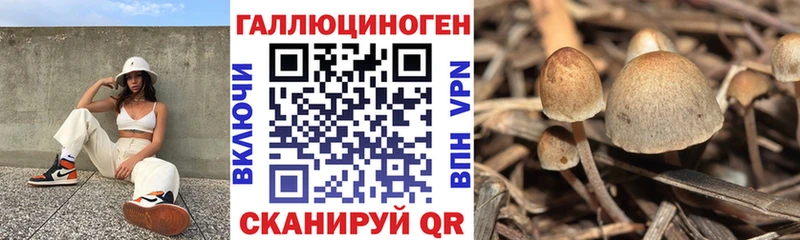 закладка  Аргун  OMG зеркало  Псилоцибиновые грибы Psilocybe 